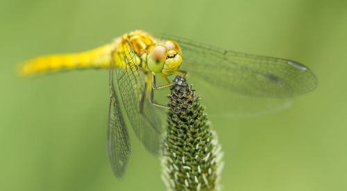 Close-up of damselfly on plant