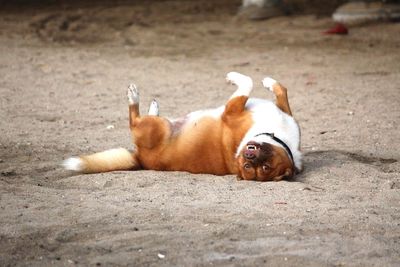 Dog resting on ground