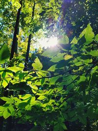 Low angle view of trees in forest