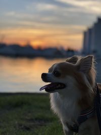 Dog looking away against sky during sunset