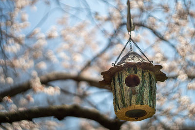 Low angle view of birdhouse on tree