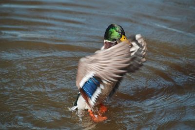 Duck swimming in a lake