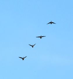 Low angle view of geese flying against clear blue sky