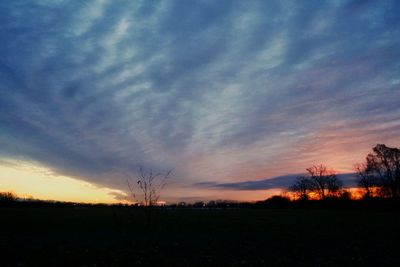 Silhouette of trees at sunset