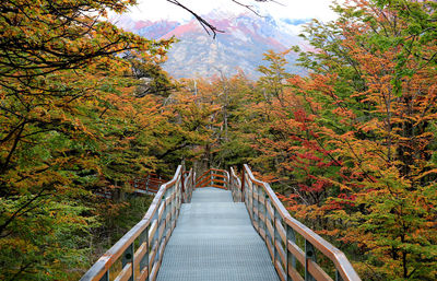 Walkway amongst beautiful fall foliage in los glaciares national park, patagonia, argentina