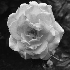 Close-up of rose flower