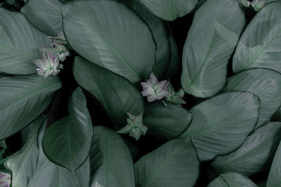 Full frame shot of flowering plant