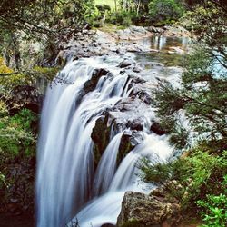 Scenic view of waterfall in forest