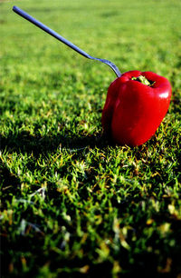 Close-up of strawberry growing on field