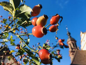 Close up of rosehips plant in front of church