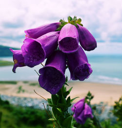 Close-up of purple flowers