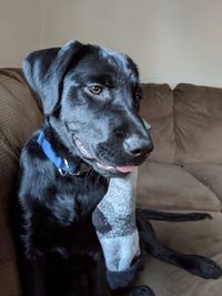 Dog looking away while sitting on sofa