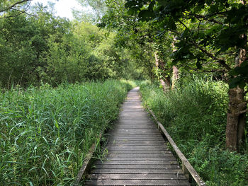 Boardwalk amidst trees on landscape