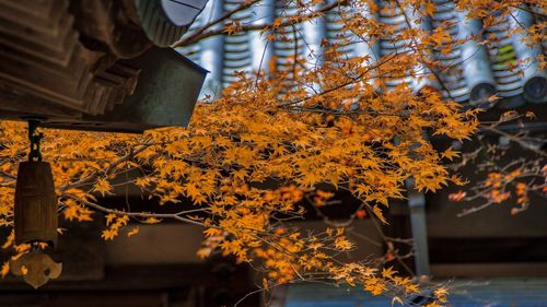 Low angle view of maple tree during autumn