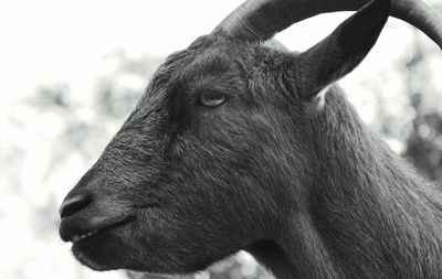 Close-up of goat