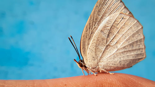 Close-up of butterfly