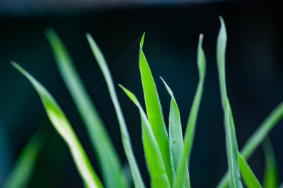 Close-up of fresh green plant