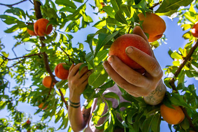 Low angle view of orange berries on tree