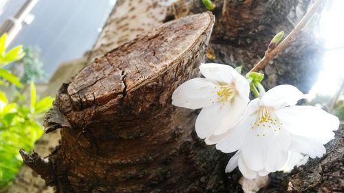 Close-up of white flowers blooming