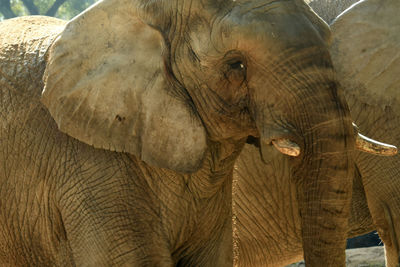 Close-up of elephant