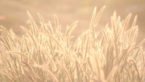 Close-up of wheat growing on field