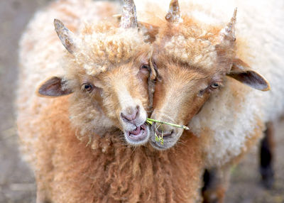 Close-up of an animal