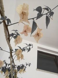 Low angle view of flowers