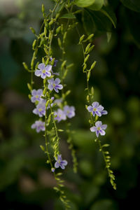 Close-up of flowers blooming outdoors