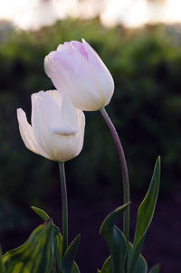 Close-up of white flowering plant