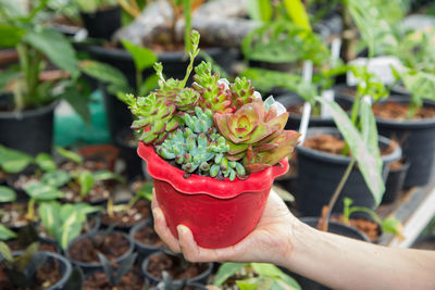 Midsection of person holding leaf