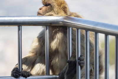 Close-up of monkey on railing