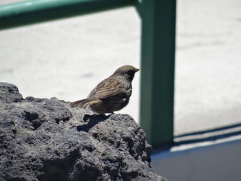 Close-up of bird perching outdoors