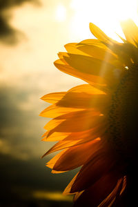 Close-up of yellow flower blooming against sky