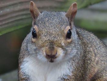 Close-up portrait of squirrel 