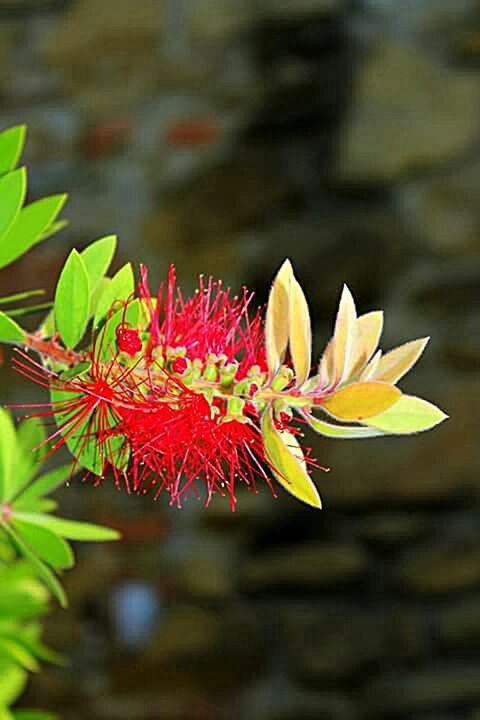 flower, petal, fragility, freshness, growth, flower head, yellow, beauty in nature, focus on foreground, close-up, leaf, nature, plant, blooming, stem, single flower, in bloom, orange color, day, outdoors