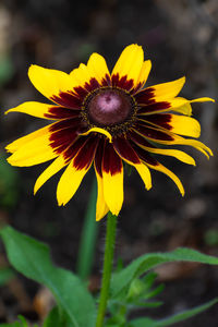 Close-up of yellow flowering plant