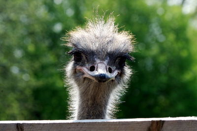 Close-up portrait of ostrich