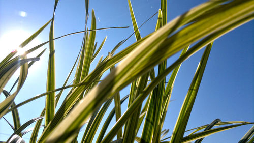 Close-up of stalks against clear sky