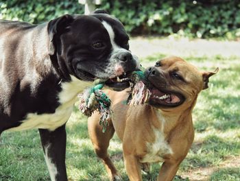 Close-up of two dogs on field