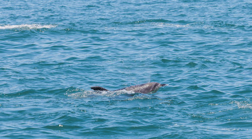 View of whale swimming in sea