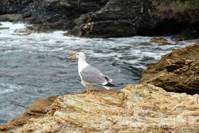 Seagull perching on rock