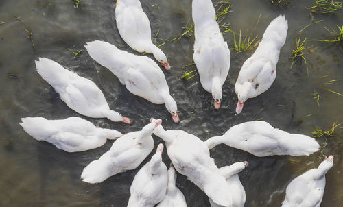 High angle view of white swans swimming in lake