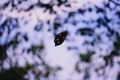 Close-up of butterfly on leaf