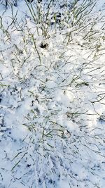 Full frame shot of tree branches against sky