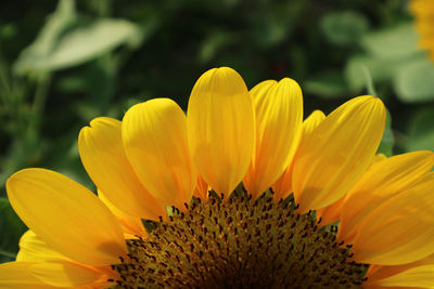 Close-up of fresh yellow flower