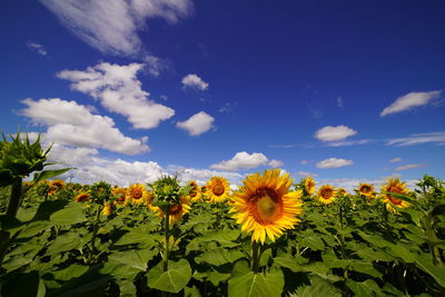 Scenic view of sunflower field against sky
