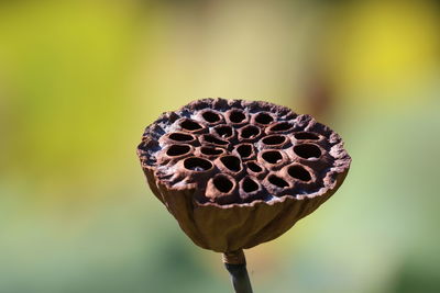 Close-up of rose on leaf