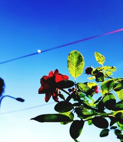 Low angle view of flowering plant against clear blue sky