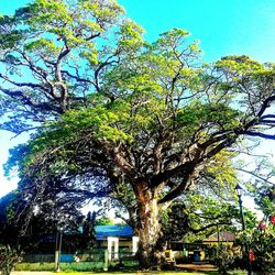 Low angle view of tree against sky