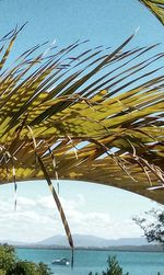 Close-up of palm tree by sea against sky